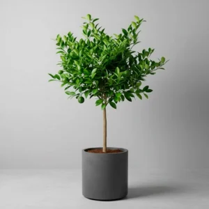 Cítrico Enano (Lima) 