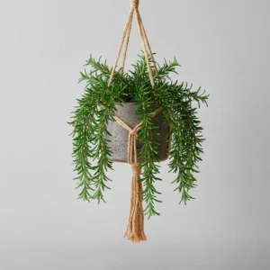 Romero Rastrero (Rosmarinus prostratus) 