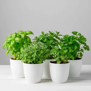 Set de Hierbas Aromáticas x5 