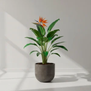 Strelitzia Reginae (Ave del Paraíso) 