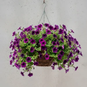 Cesta Colgante de Petunias 