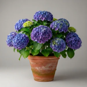 Hortensia Macrophylla 