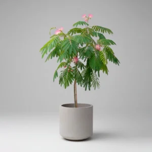 Árbol de la Seda (Albizia julibrissin) 