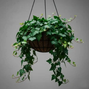 Hiedra Inglesa Colgante 