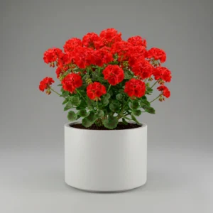 Geranio Híbrido 'Sunrise' 