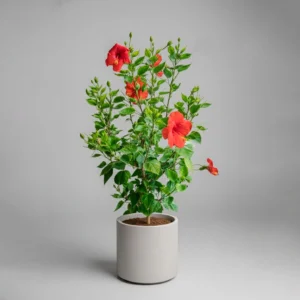 Hibisco (Hibiscus rosa-sinensis) 