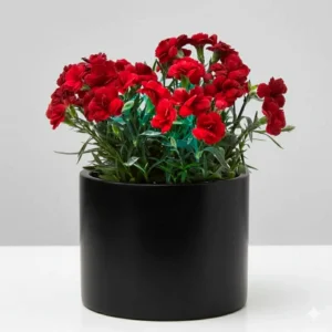 Clavel (Dianthus caryophyllus) 