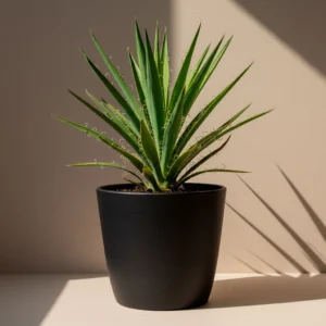 Banderilla Española (Yucca filamentosa) 