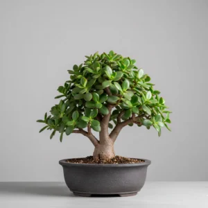 Árbol de la Abundancia (Portulacaria afra) 