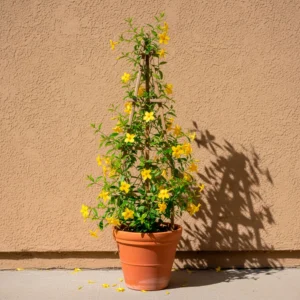 Jazmín Amarillo (Jasminum nudiflorum) 