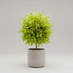 Duranta Erecta 'Golden Edge' 