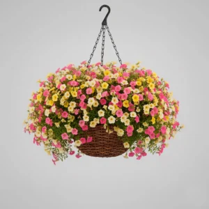 Calibrachoa 'Million Bells' 