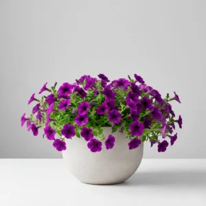 Petunia Surfina 