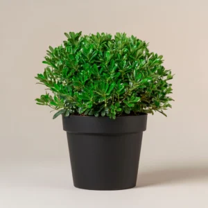 Pitosporo (Pittosporum tobira) 