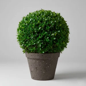 Mirto (Myrtus communis) 