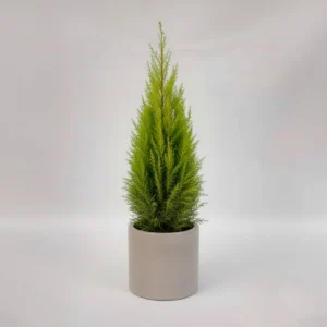 Ciprés Limón (Cupressus macrocarpa) 