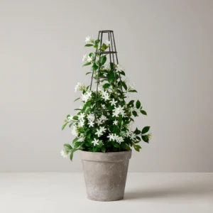 Jazmín Estrella (Trachelospermum jasminoides) 