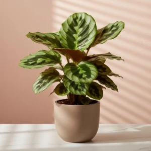 Calathea Orbifolia 