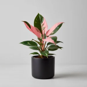 Philodendron Pink Princess 