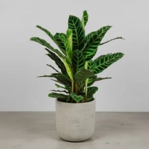 Calathea zebrina 