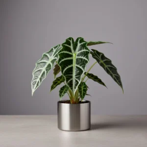 Alocasia Polly 