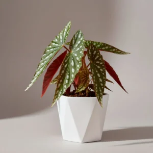 Begonia Maculata 'Tamaya' 