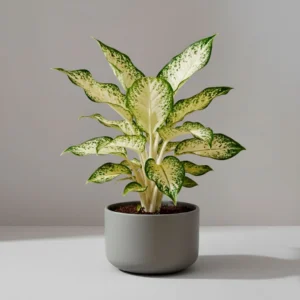 Dieffenbachia Camilla 