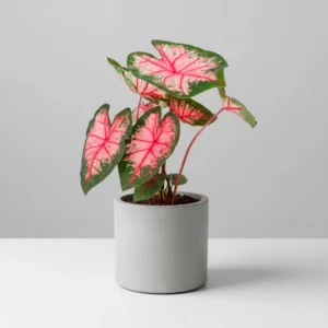 Caladium Bicolor 