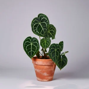 Anthurium Clarinervium 