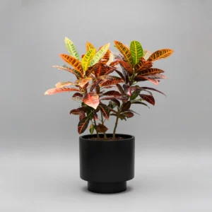 Croton Petra 