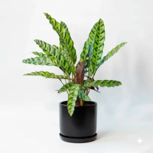 Calathea Lancifolia 