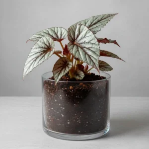 Begonia Rex 