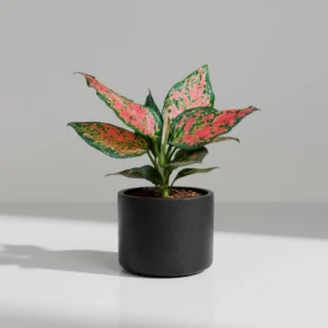 Aglaonema 'Red Valentine' 