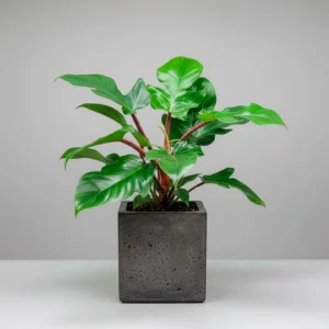 Filodendro Squamiferum 