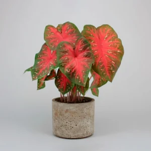 Caladium 'Red Flash' 
