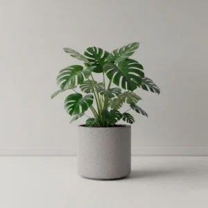 Monstera Deliciosa 