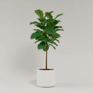 Ficus Lyrata 
