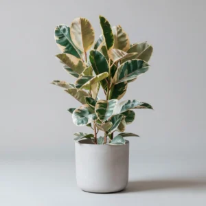 Ficus Elastica 'Tineke' 