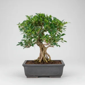 Bonsai Ficus Retusa 