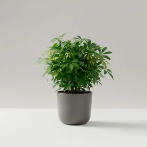 Schefflera Arboricola 