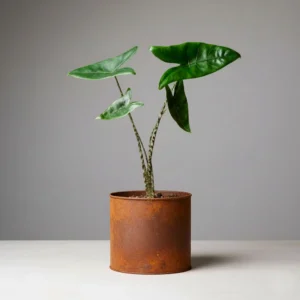 Alocasia Zebrina 