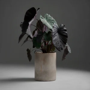 Colocasia Esculenta 'Black Magic' 