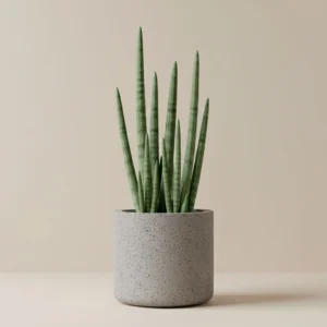 Sansevieria Cilindrica 
