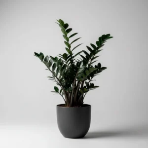 Zamioculcas Zamiifolia 