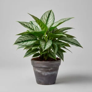 Aglaonema Silver Queen 