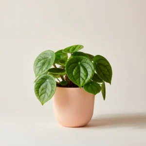 Peperomia Polybotrya 