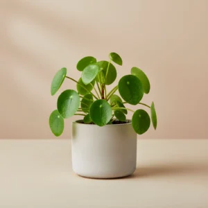 Pilea Peperomioides 