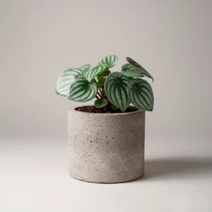 Peperomia Watermelon 