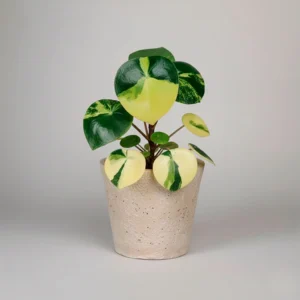 Peperomia Polybotrya 'Variegata' 