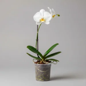 Orquídea Phalaenopsis 